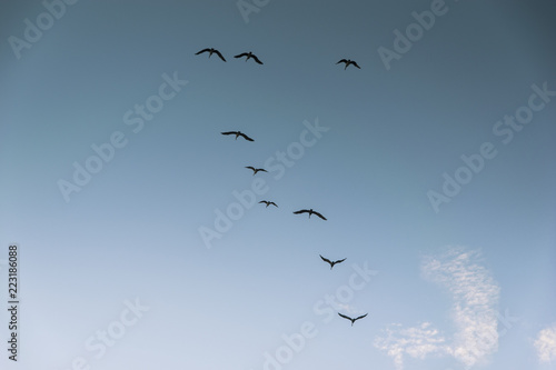Group of birds migrating against the nice blue sky © Henrique