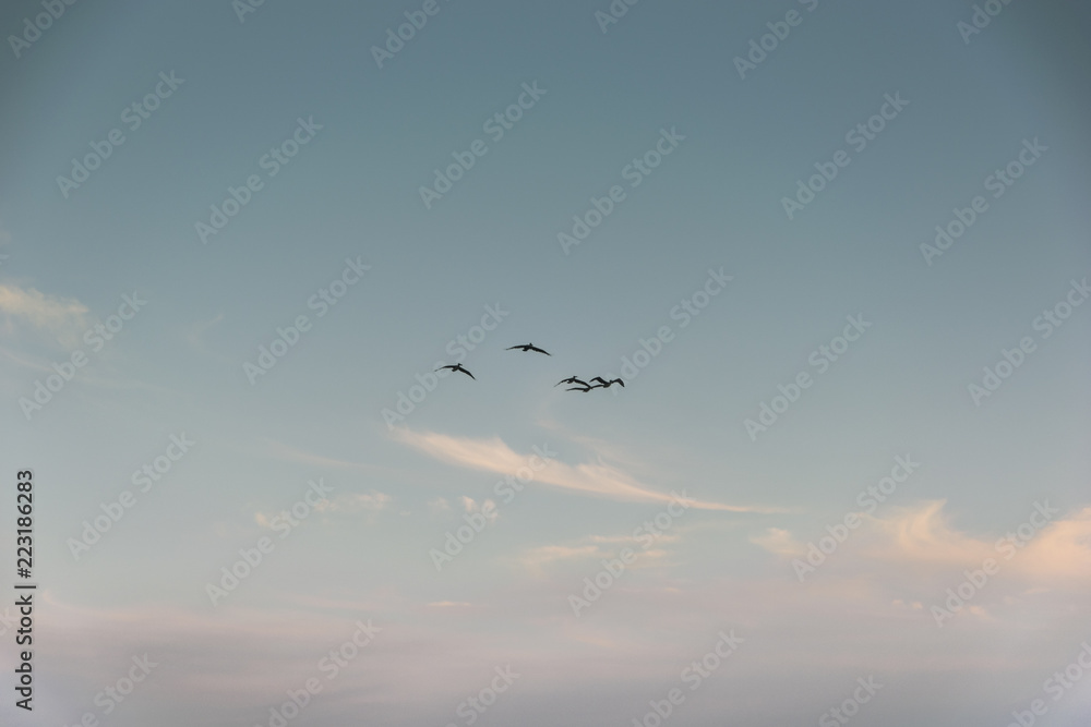 Fototapeta premium Group of birds migrating against the nice blue sky