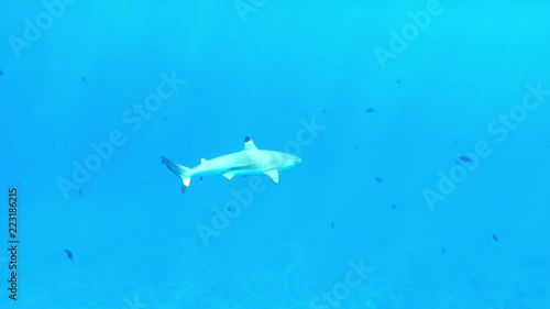 Wallpaper Mural Snorkeling with blacktip reef sharks in the shallow, clear water lagoon of Bora Bora island, in the Tahiti French Polynesia, South Pacific Ocean (view from action camera)
 Torontodigital.ca