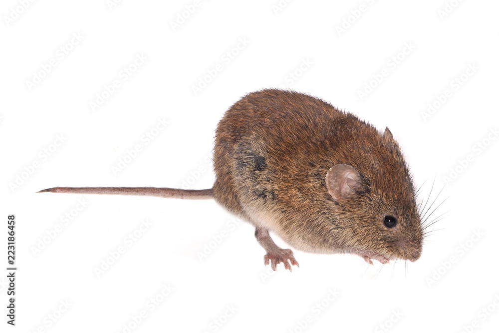 Bank Vole, Field Mouse (Clethrionomys glareolus), isolated on White Background Bank Vole, Field Mouse (Clethrionomys glareolus), isolated on White Background