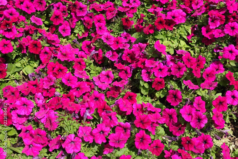 Lots of magenta colored flowers of petunia from above