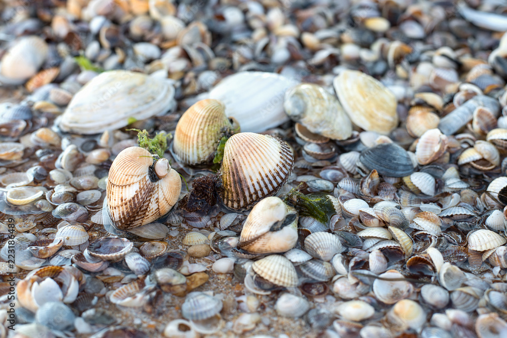 Bivalve shells in sea water at summer Sunny day on a background of open shells on the bottom Bivalve shells in sea water at summer Sunny day on a background of open shells on the bottom