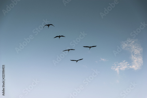 Group of birds migrating against the nice blue sky