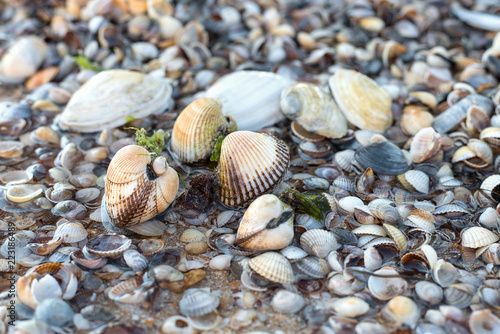 Bivalve shells in sea water at summer Sunny day on a background of open shells on the bottom