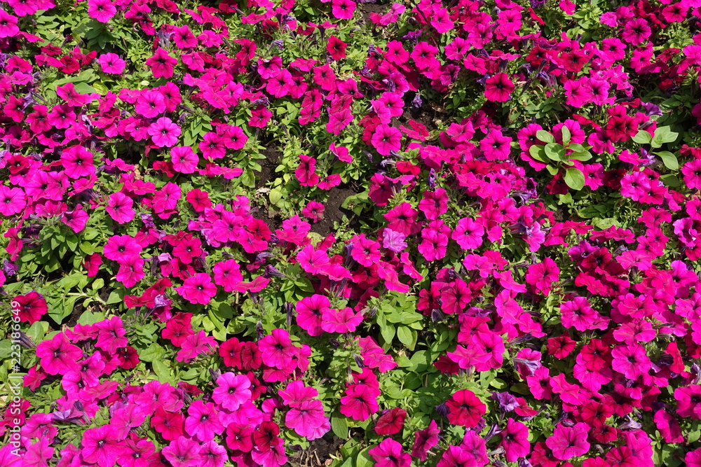 Plenty of magenta colored flowers of petunia from above