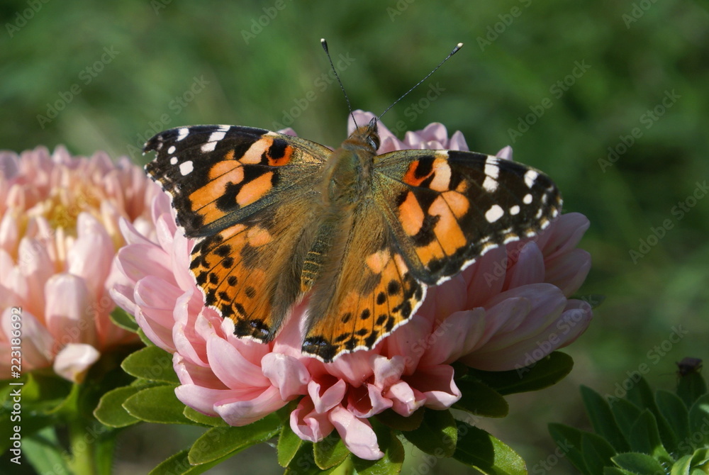 Bright butterfly with orange wings, white and black spots on the front wings, black spots on the rear wings. Butterfly sitting on a flower Astra pink. Green background. Bright butterfly with orange wings, white and black spots on the front wings, black spots on the rear wings. Butterfly sitting on a flower Astra pink. Green background.