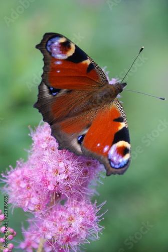 Beautiful bright butterfly. The main color of the wings is red, there are blue spots, the wings have a dark border. Butterfly sitting on a pink flower, green background.