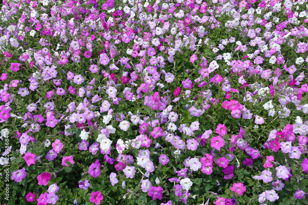 Naklejka premium Backdrop - flowering petunias in various shades of pink