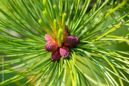 Red and purple small pine cones closeup