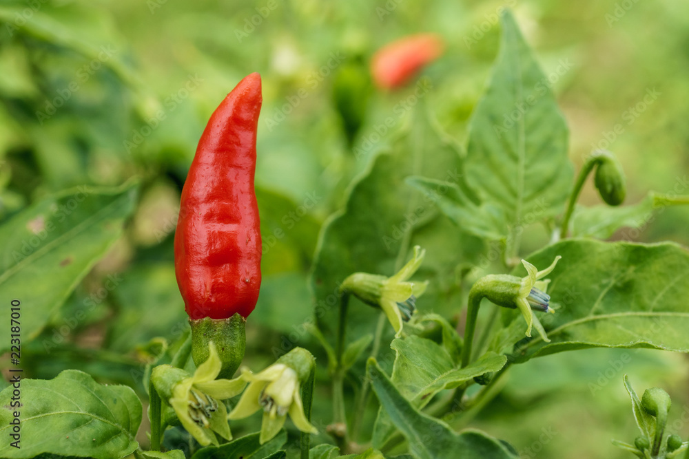 Bird's eye chili, bird's chili, piri piri, Thai chili or cili padi