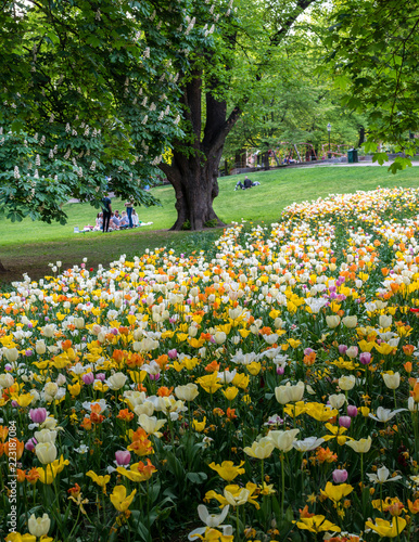Photography People eating pic-nic in a park with tulips in the summer of stockholm
