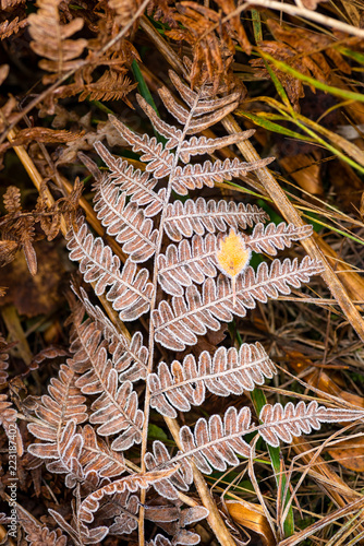 Frozen fern in the forest during autumn