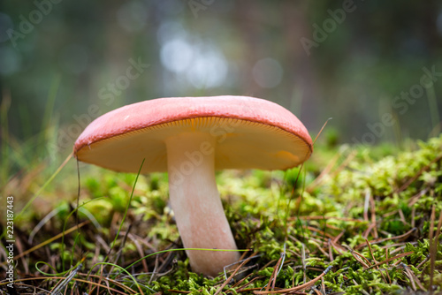 Mushroom in the forest