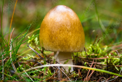 Mushroom in the forest