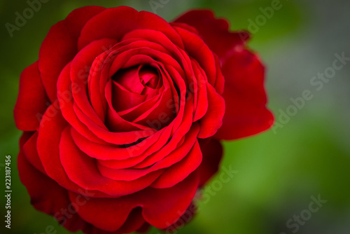 Beautiful red rose closeup
