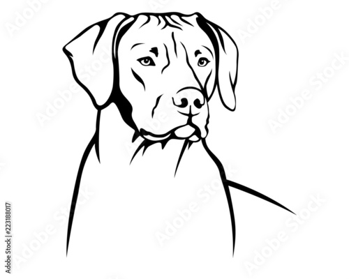 Fotografija Rhodesian Ridgeback