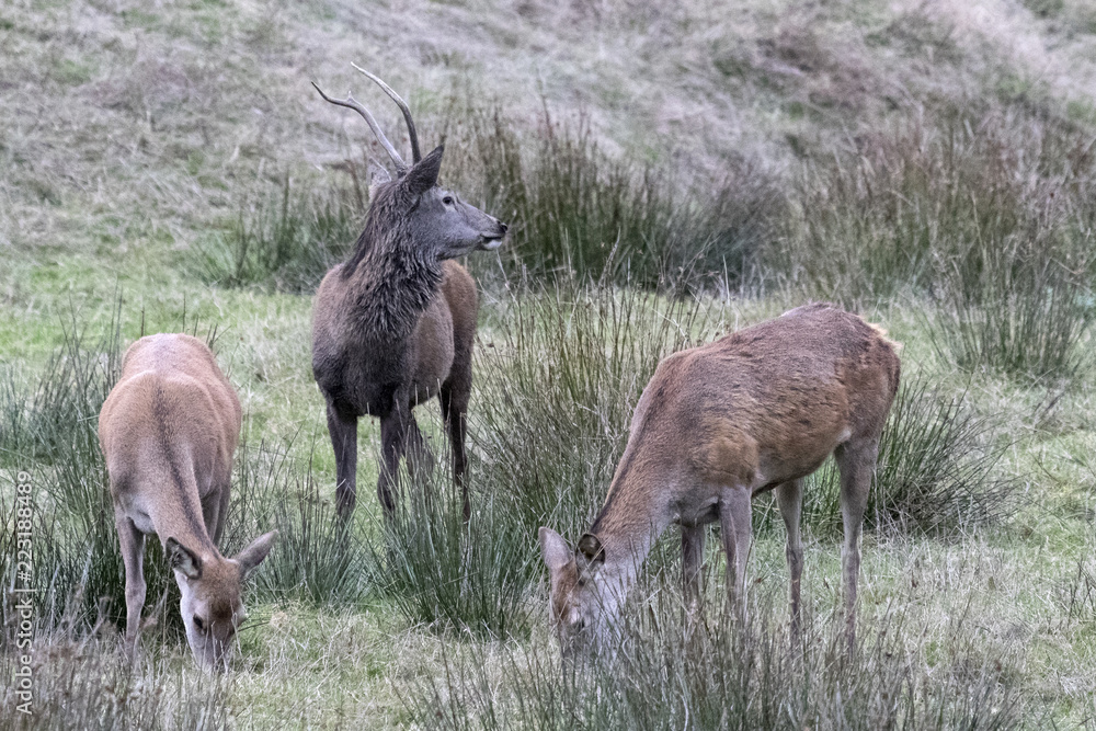 Jeune Cerf Jeune Cerf