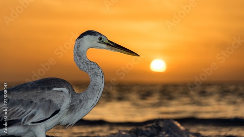 Heron on sunset background in Maldives.