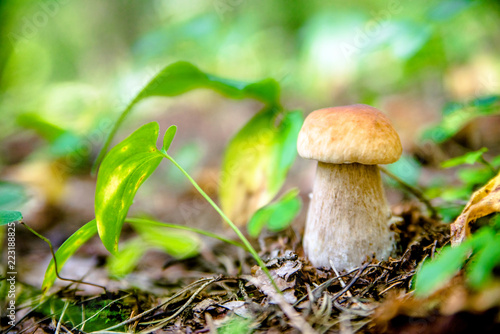  boletus mushroom growing in a pine forest 