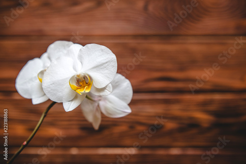 Branch of a White orchid on a brown wooden background 