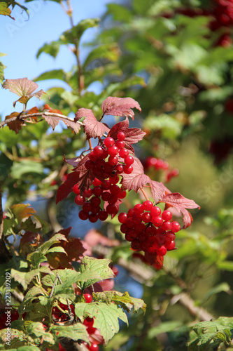 Red viburnum berries on blue sky background