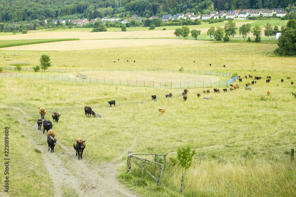 Herd or Flock of aurochs Herd or Flock of aurochs