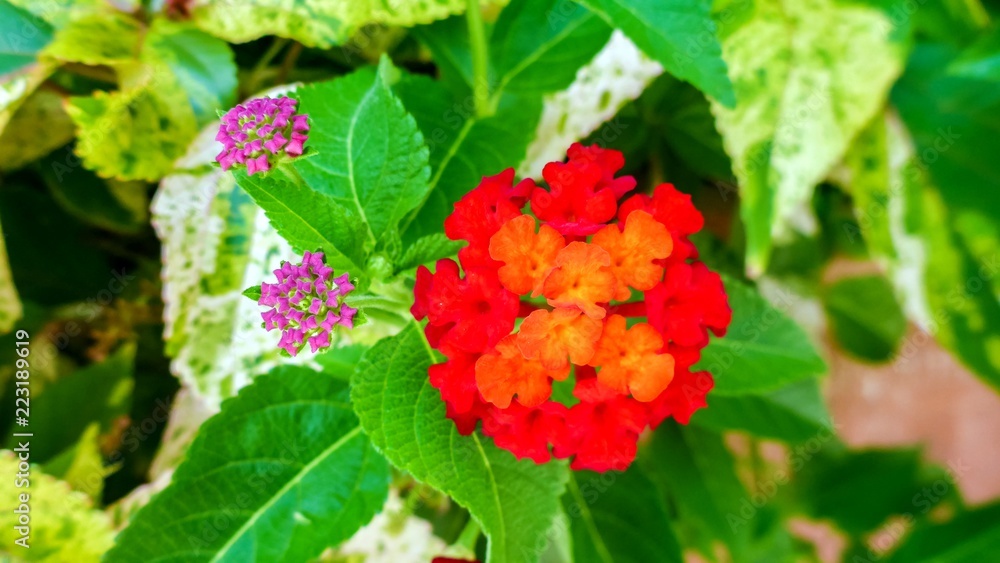 Yellow, orange and pink lantana flowers, Maldives. Yellow, orange and pink lantana flowers, Maldives.