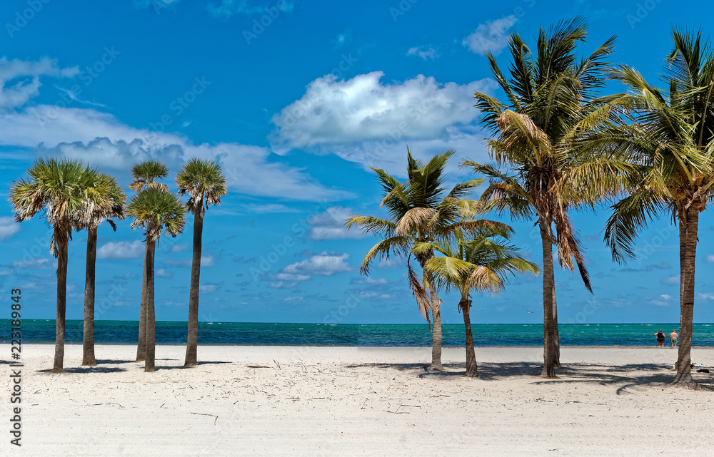 Palm Tree Group at the Beach Palm Tree Group at the Beach