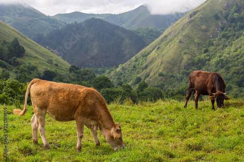 farm cows © Rui Vale de Sousa