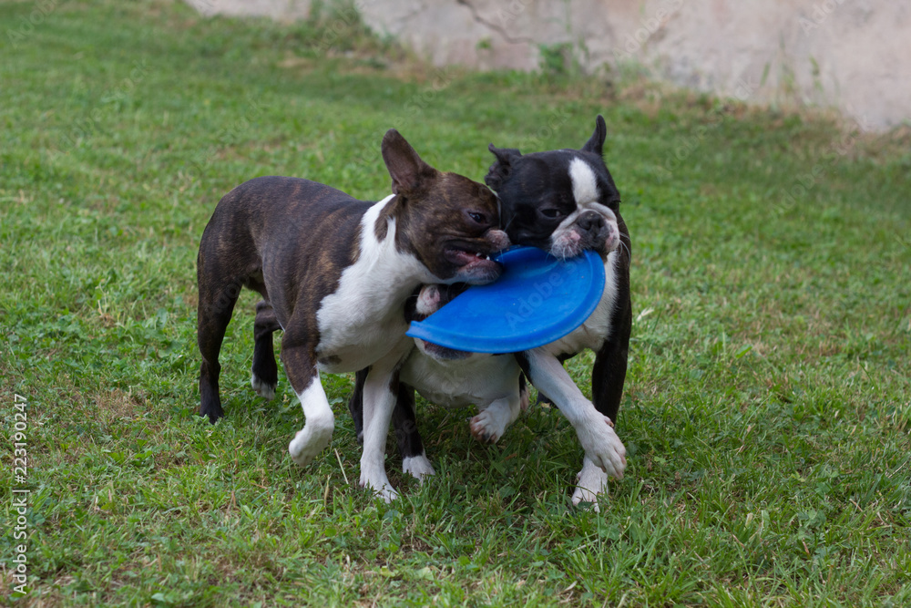 Perros jugando con un frisbee