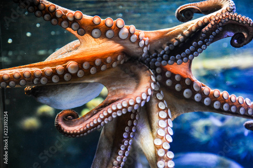 Octopus mit Saugnäpfen Trop...
