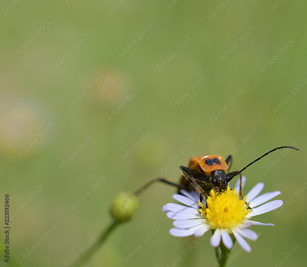 Pennsylvania Leatherwing Beetle on a small white and yellow daisy Pennsylvania Leatherwing Beetle on a small white and yellow daisy