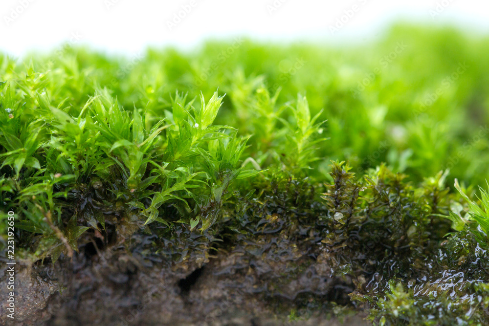 Green moss isolated on white background close up.. Green moss isolated on white background close up..