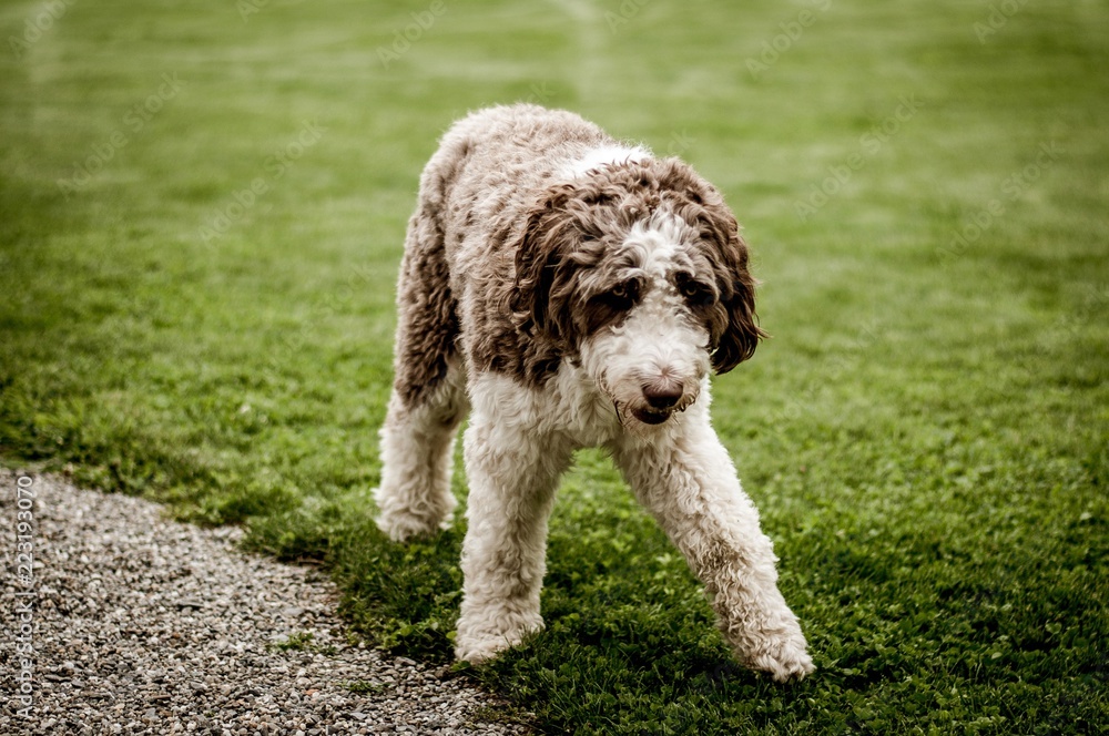 Fototapeta premium Hund verspielt