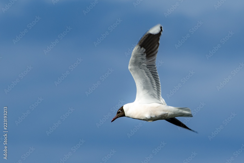 Obraz premium Gabiota