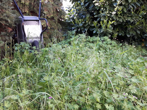 Verwilderter Garten mit Schubkarre 2