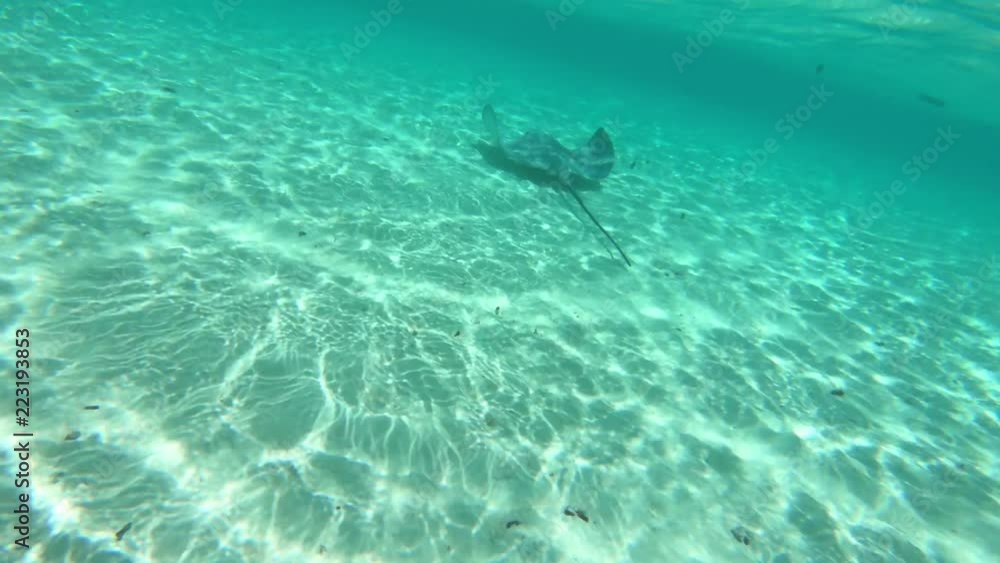 A Tahitian stingray (Himantura fai) swims in shallow water in a beautiful lagoon off Bora Bora island in French Polynesia, South Pacific Ocean (view from action camera)
A Tahitian stingray (Himantura fai) swims in shallow water in a beautiful lagoon off Bora Bora island in French Polynesia, South Pacific Ocean (view from action camera)