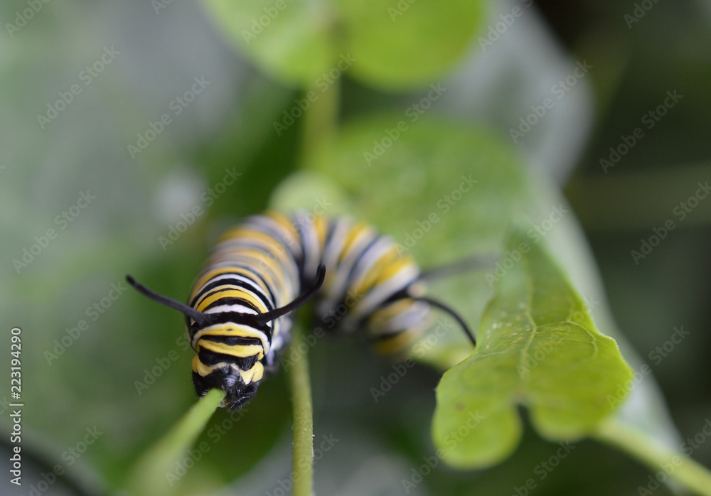 Close up of a Monarch caterpillar crawling on the stem of a green leaf Close up of a Monarch caterpillar crawling on the stem of a green leaf