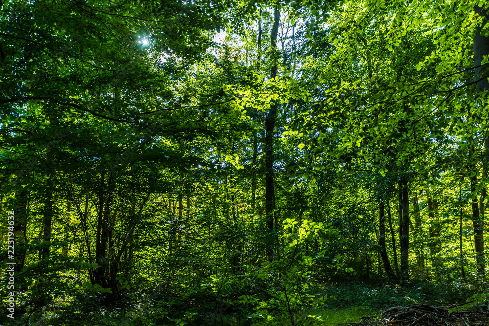 Gespensterwald Gespensterwald