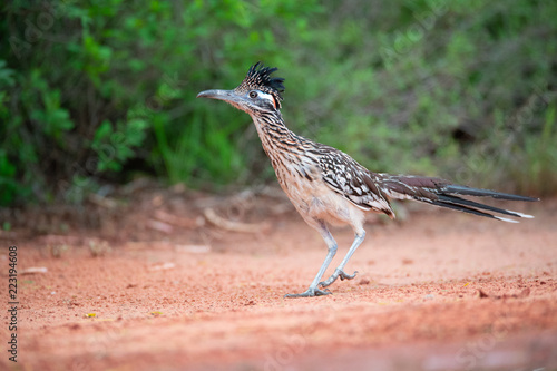 Roadrunner Chillin