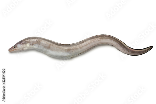 Fresh raw european conger eel photo