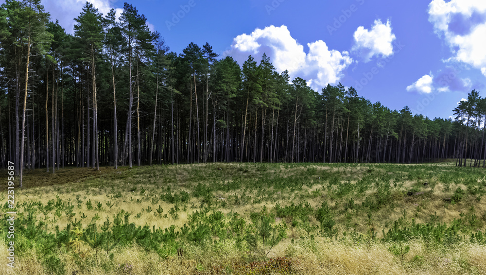 Polish wild forest - Kampinos National Park, Poland Polish wild forest - Kampinos National Park, Poland