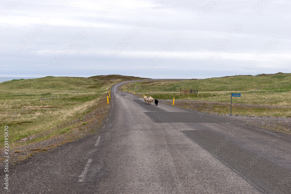 Sheep are running on the road in Iceland