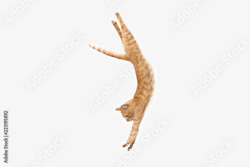The red serious cat isolated on a white background at studio. The animals emotions concept © master1305