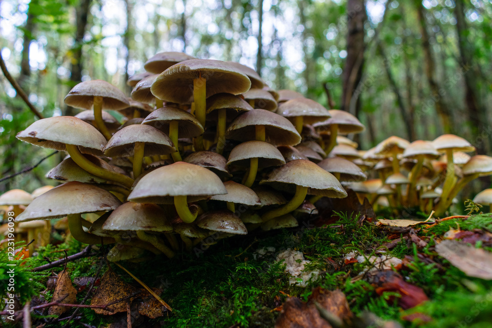 Fototapeta premium Cluster of mushrooms, toadstools in forest