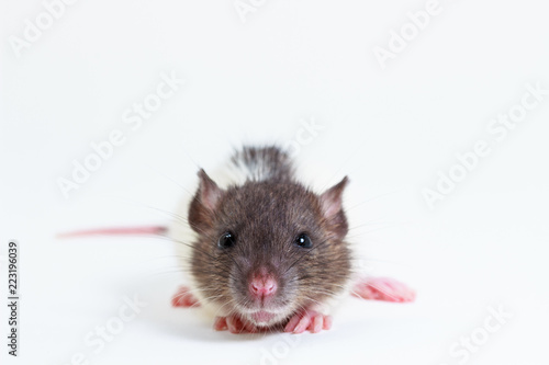 The Brown Lab Rat