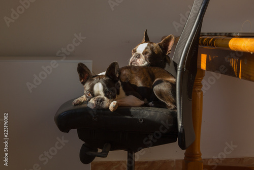 Perros tumbados en la silla