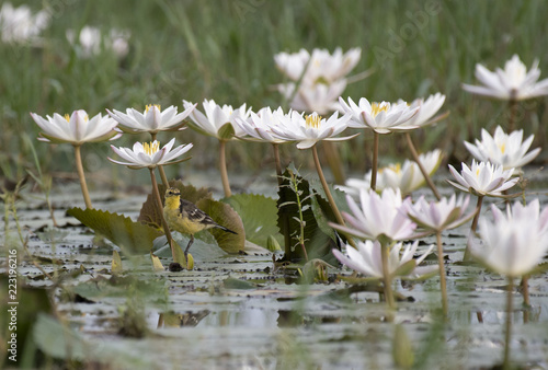 Wagtail with lotus flowers