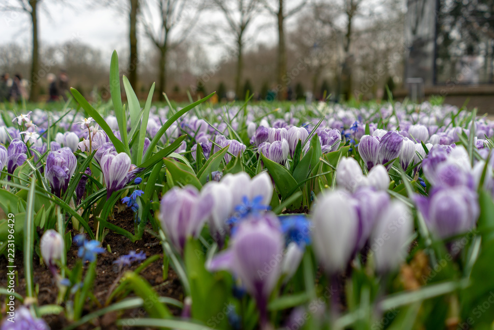 Beautiful colorful tulip gardens at Keukenhof on a rainy day Beautiful colorful tulip gardens at Keukenhof on a rainy day