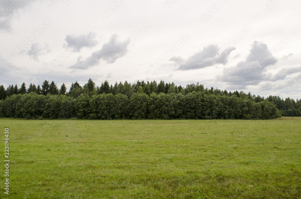 green field and forest